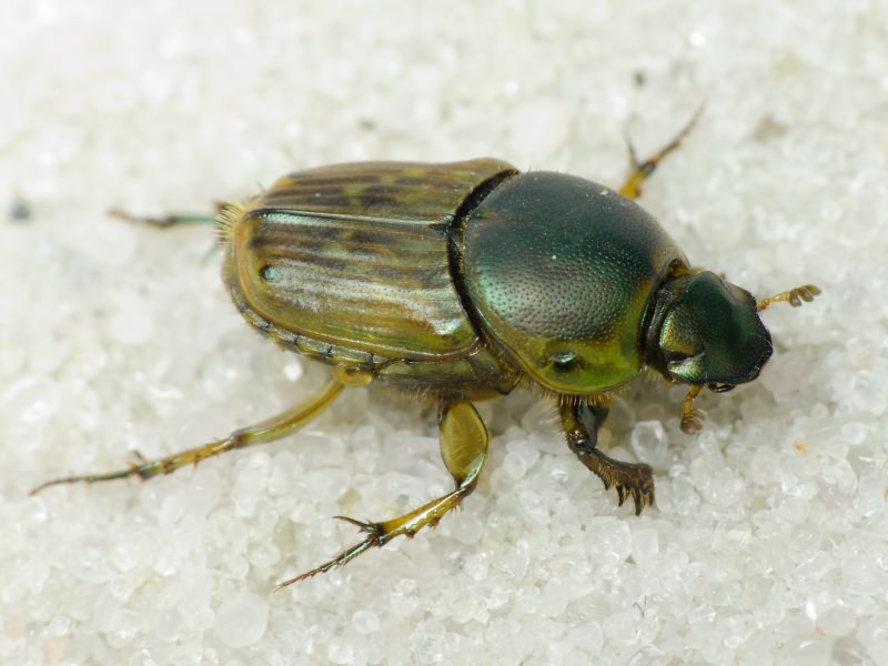 Euoniticellus fulvus (Goeze, 1777)